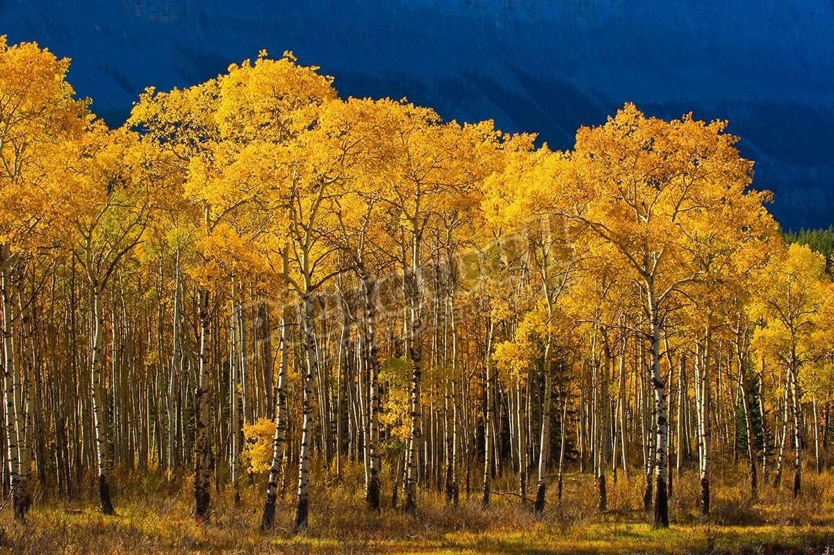 A stand of aspen trees with leaves turned the golden yellow of autumn
