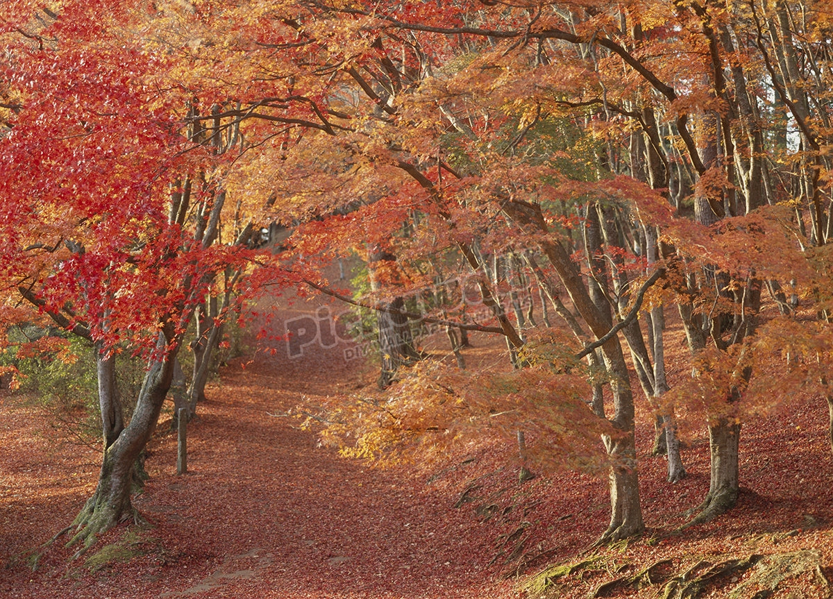 Autumn Leaves at Shuzenji Park'