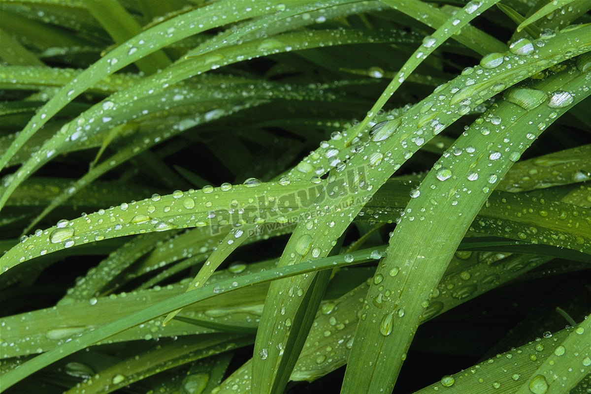 Beads of rain on long green grass