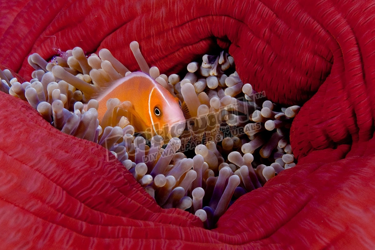 Anemone fish inside Anemone