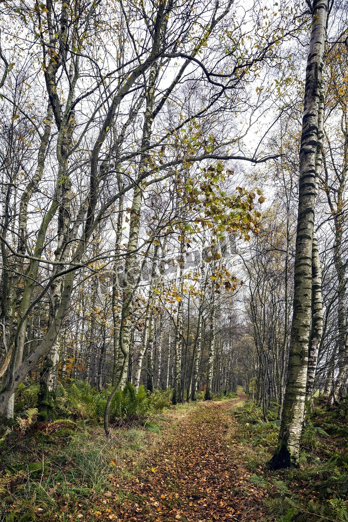 Winding Path
