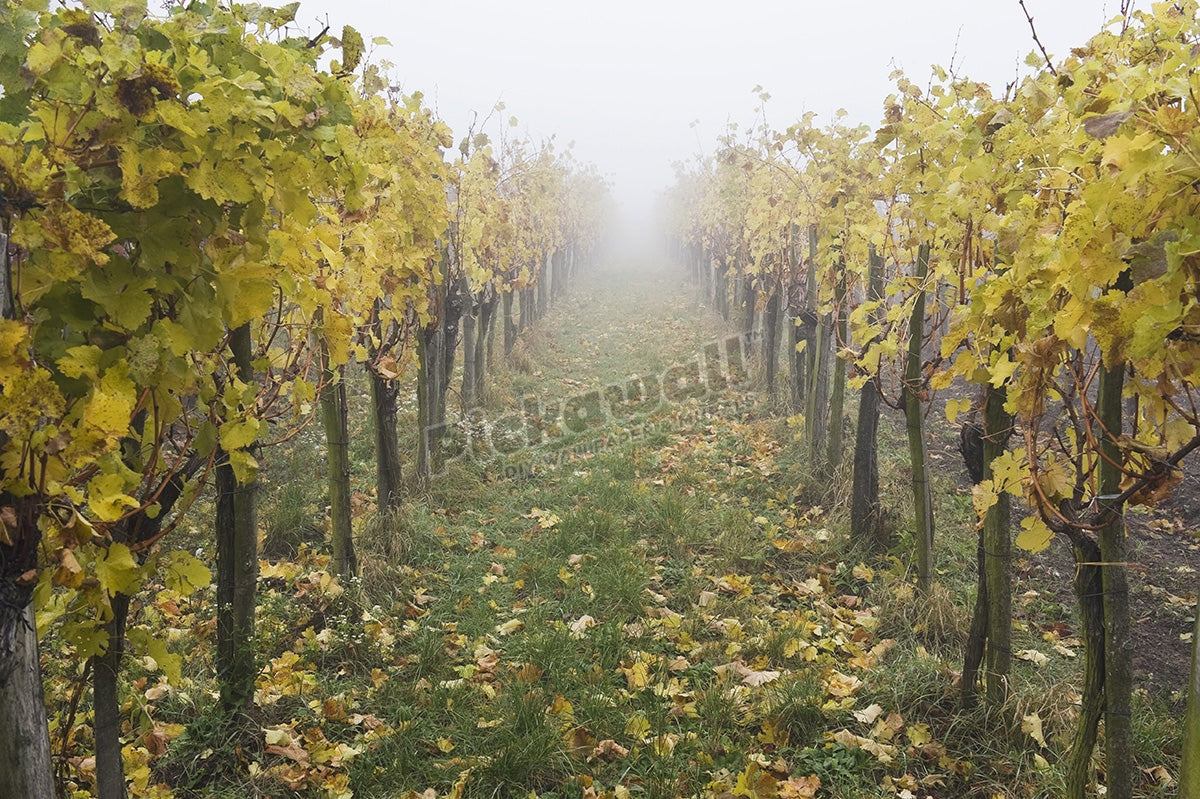 Vineyard, Austria