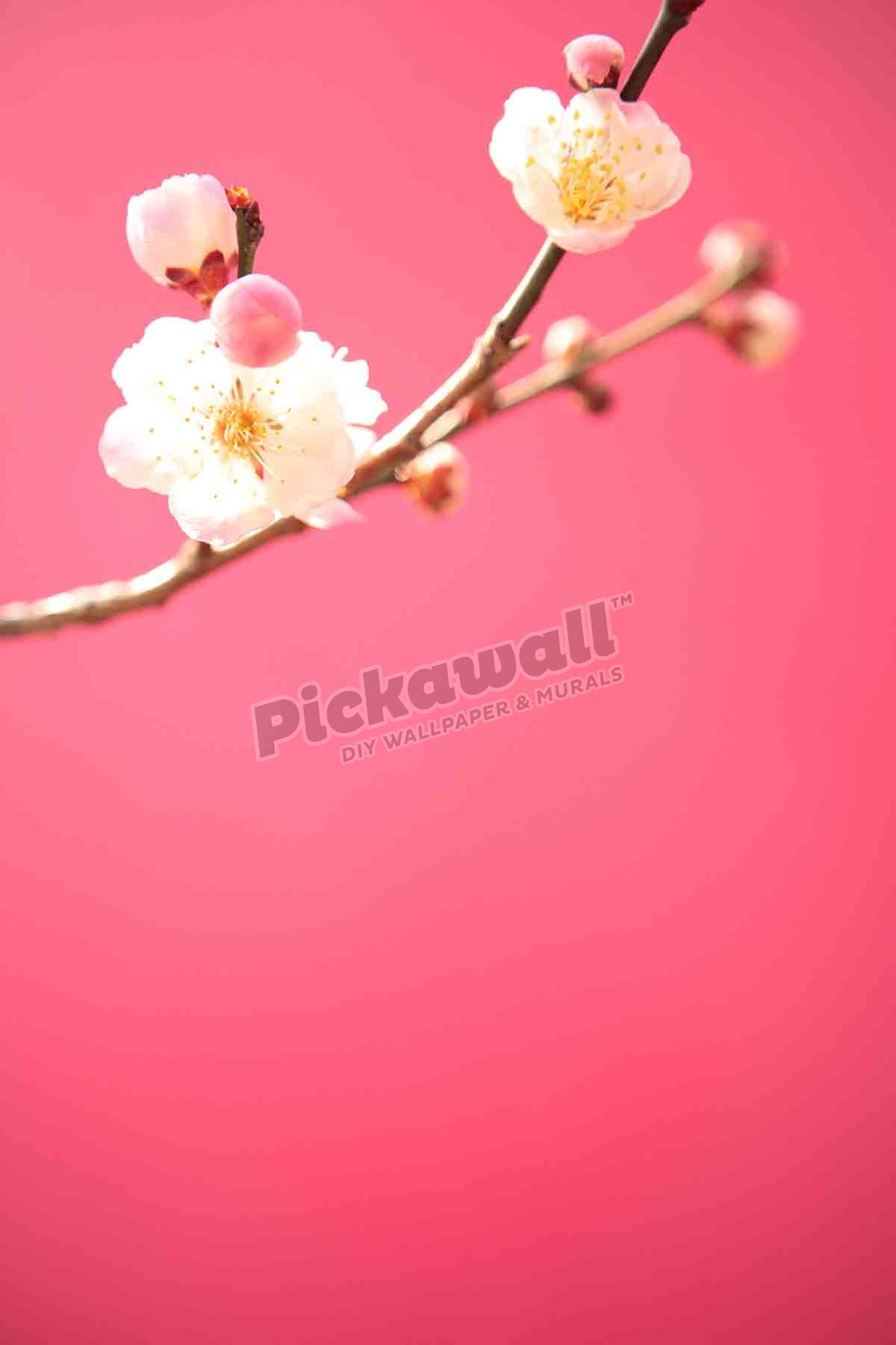 Kids girls - Plum blossom