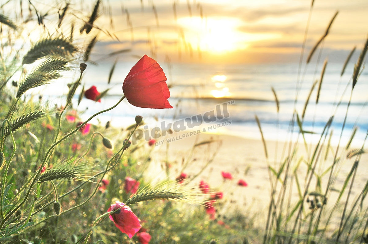 Poppies sunrise on the seashore