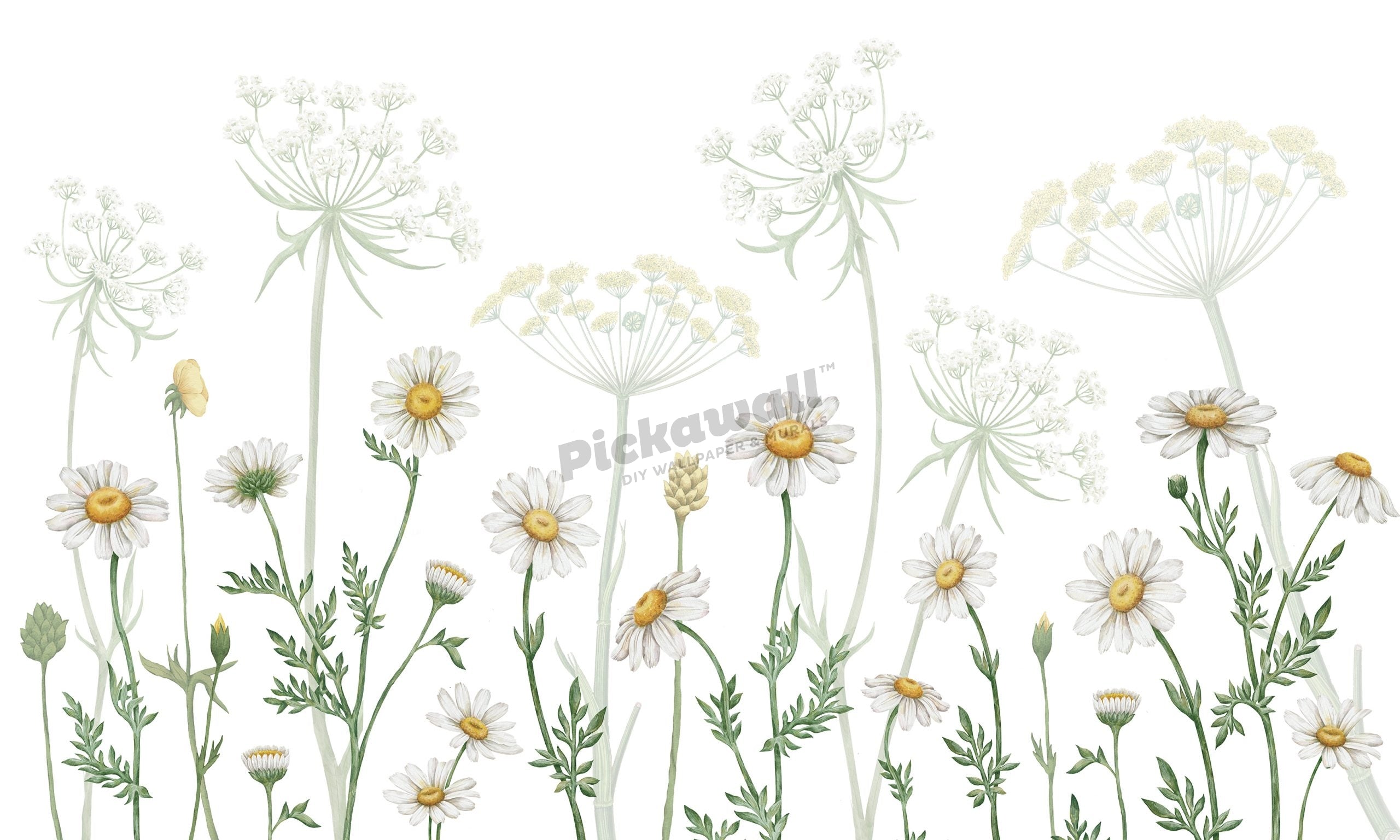 Dazzling Daisies White by Sir Edward