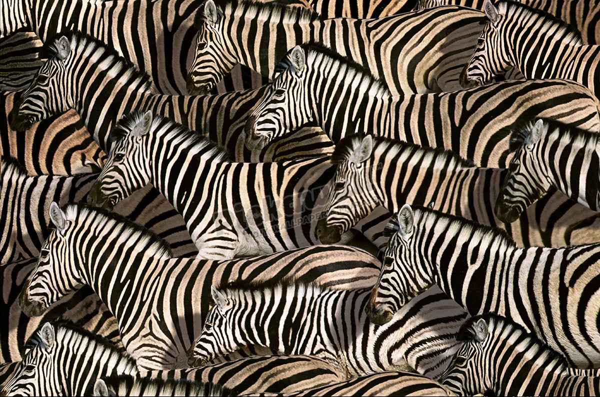 Zebra zeal
