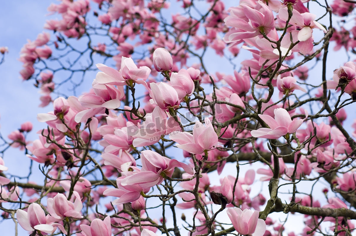 Magnolia campbellii