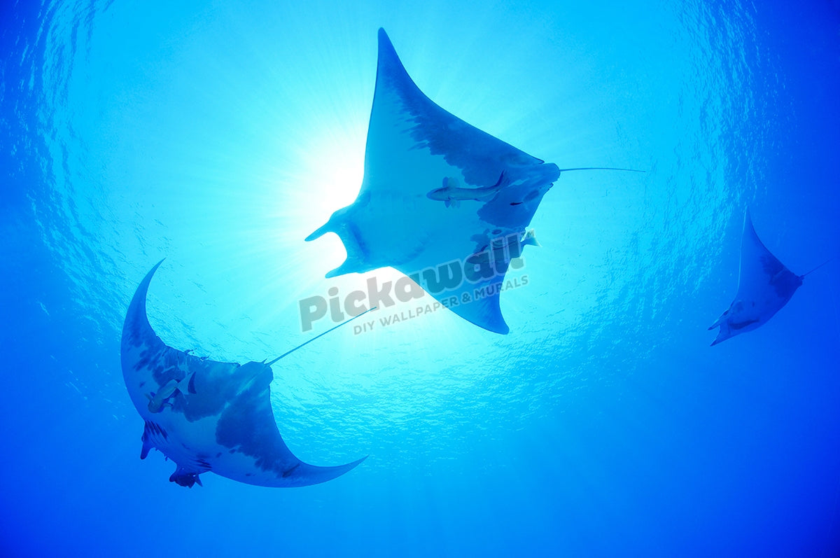 Devil Ray