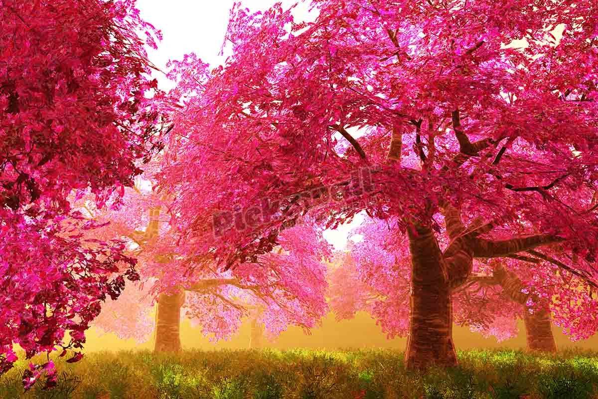 Kids girls - Cherry Blossoms