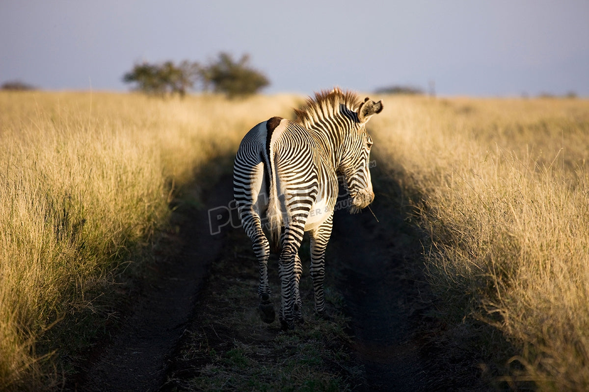 Grevy's zebra, Lewa Wildlife Conservancy, Kenya