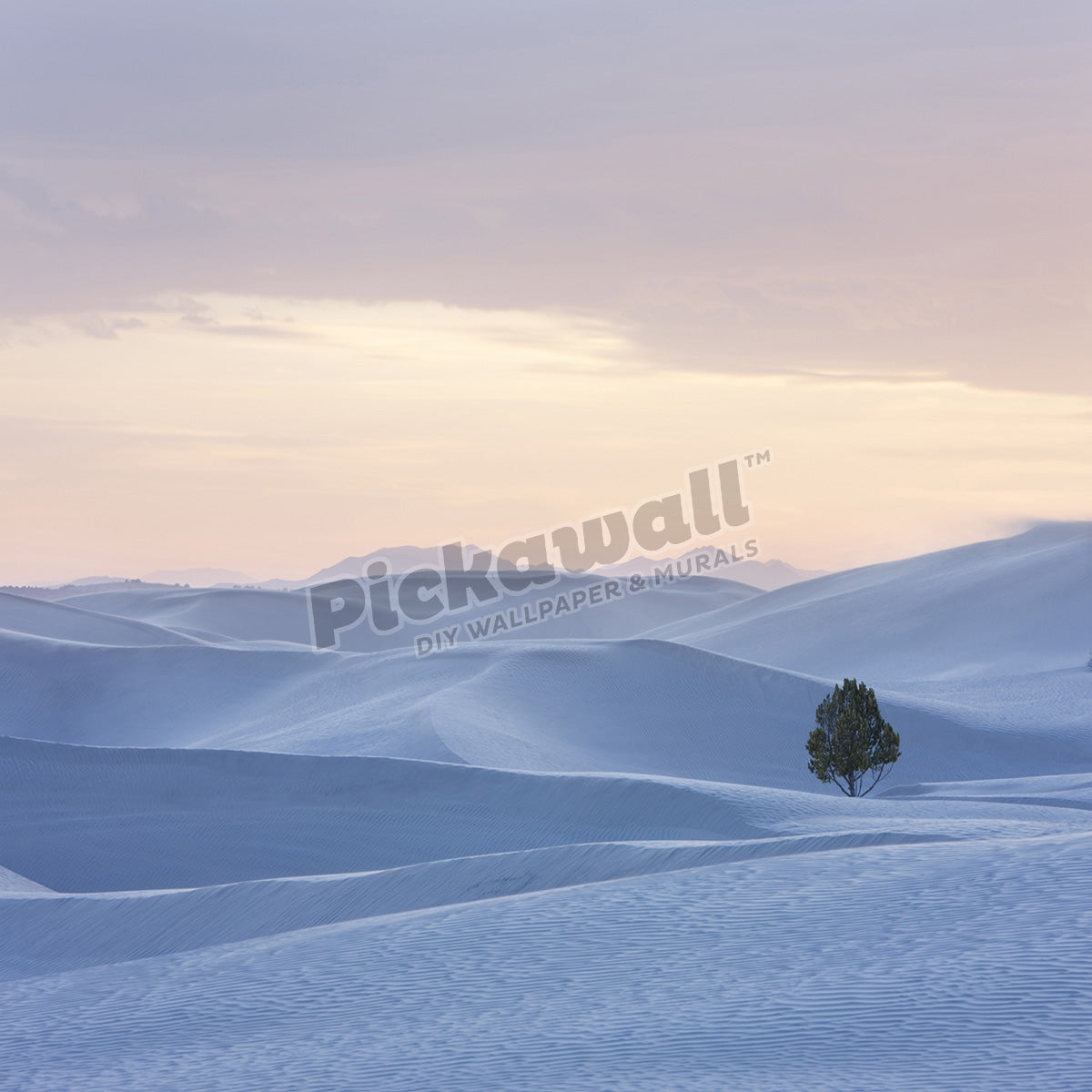 USA,Utah,Little Sahara,Lonely tree on desert