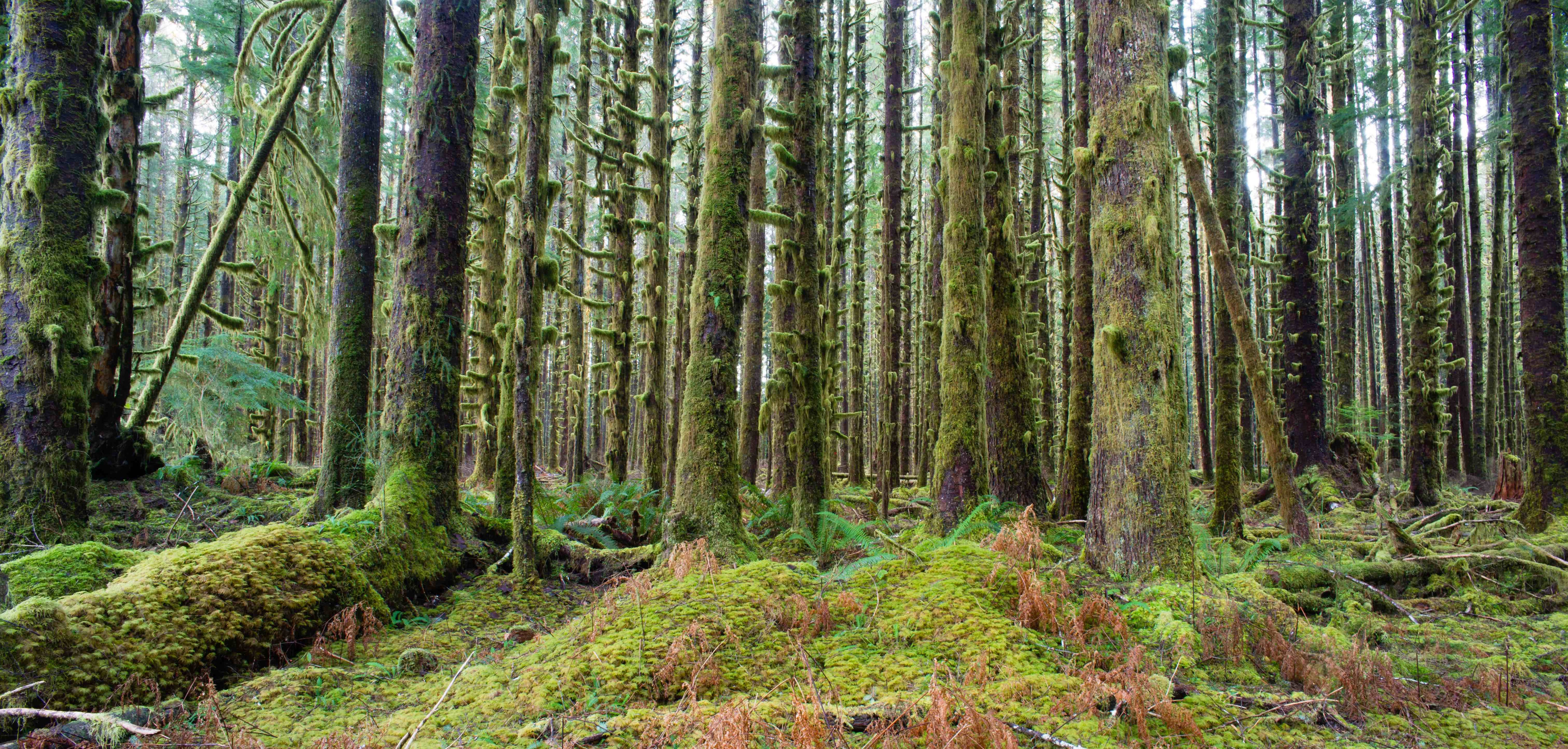 Cedar Trees Deep Forest