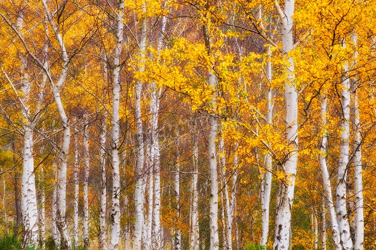Silver birches, Dandenong Ranges'