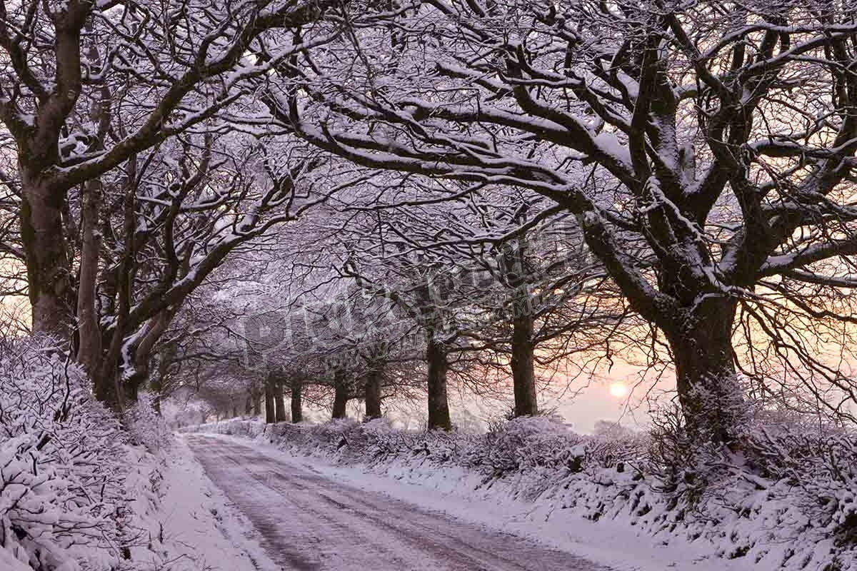Tree lined country lane, Somerset, England