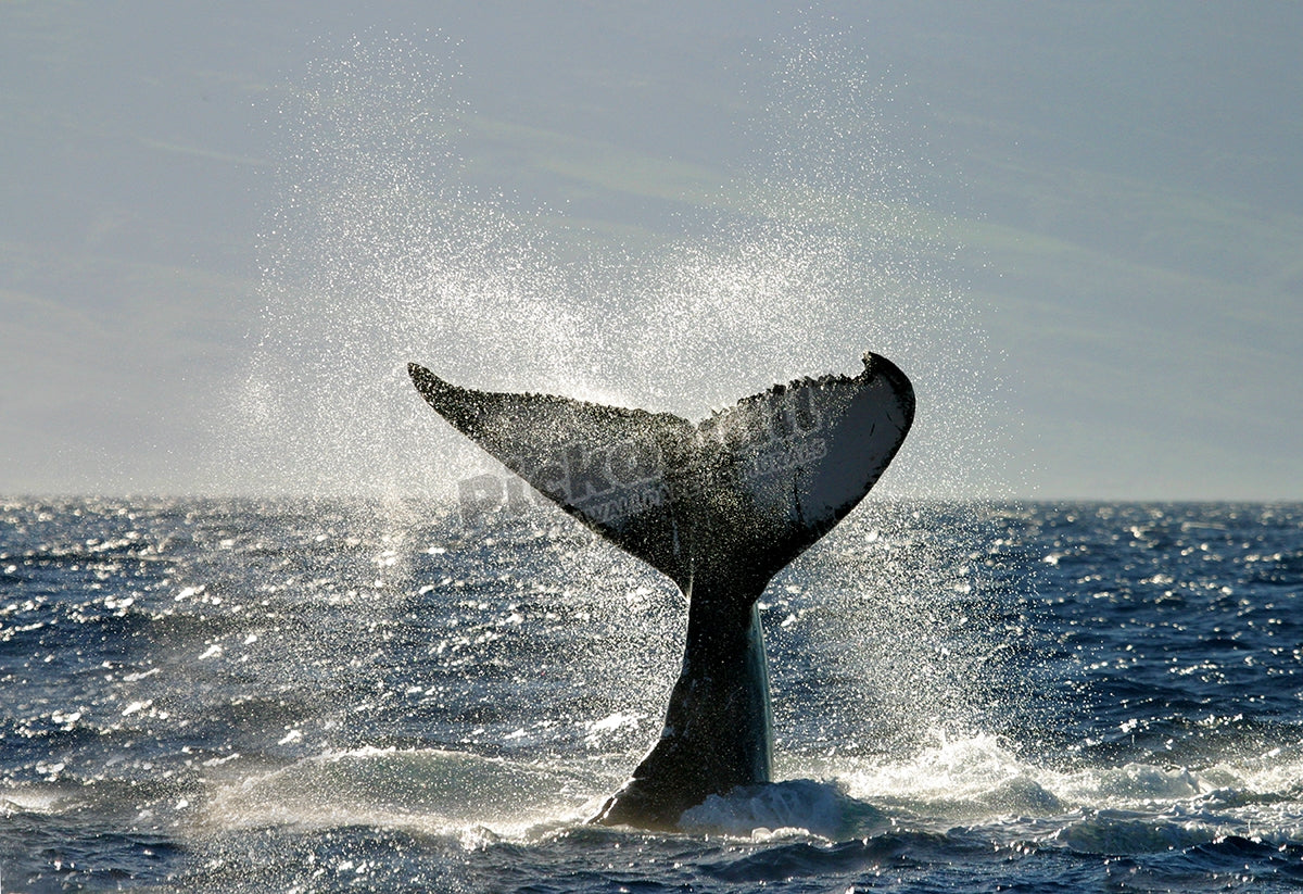 Whale Tail