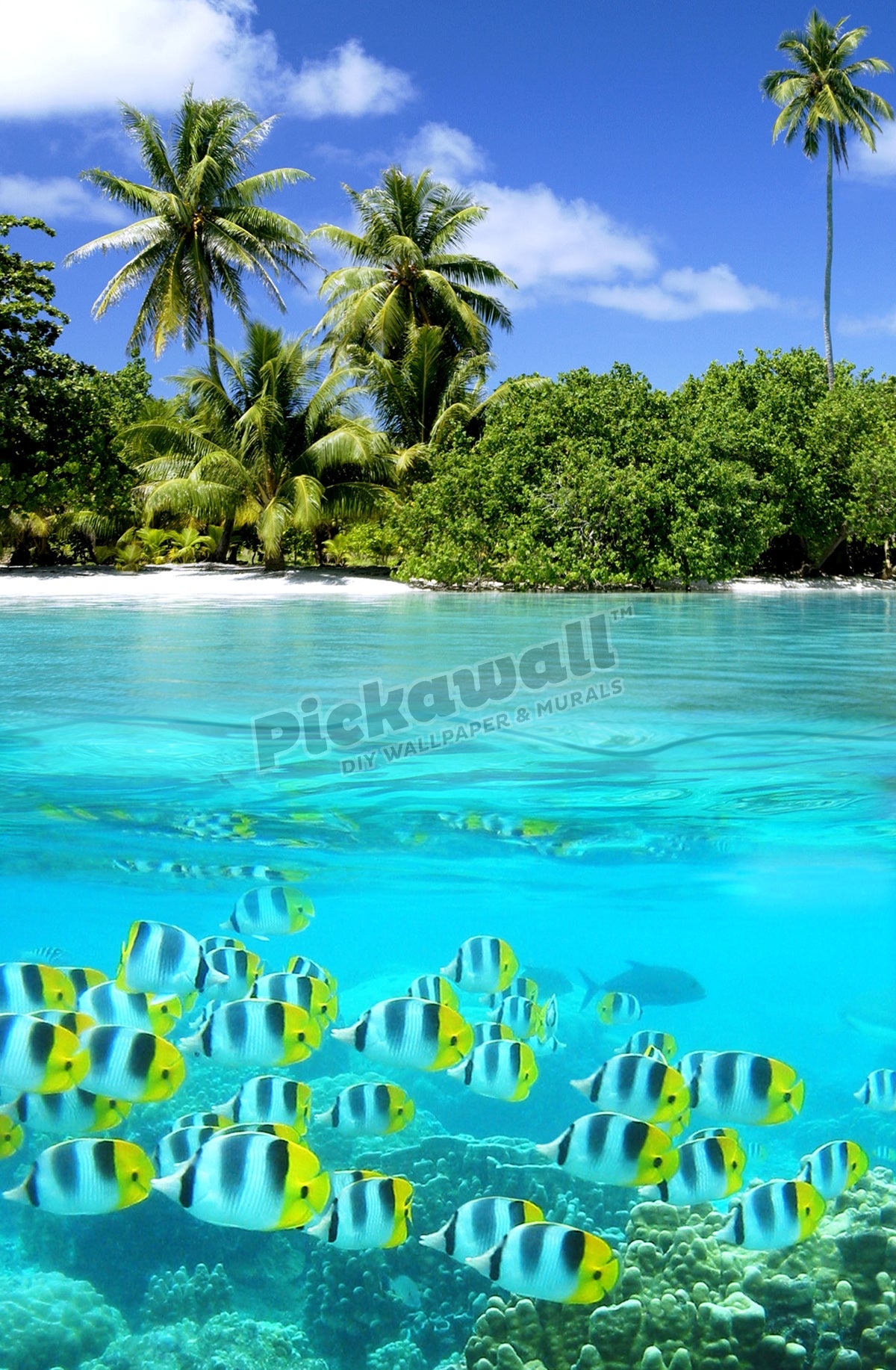 School of fish in the tropics