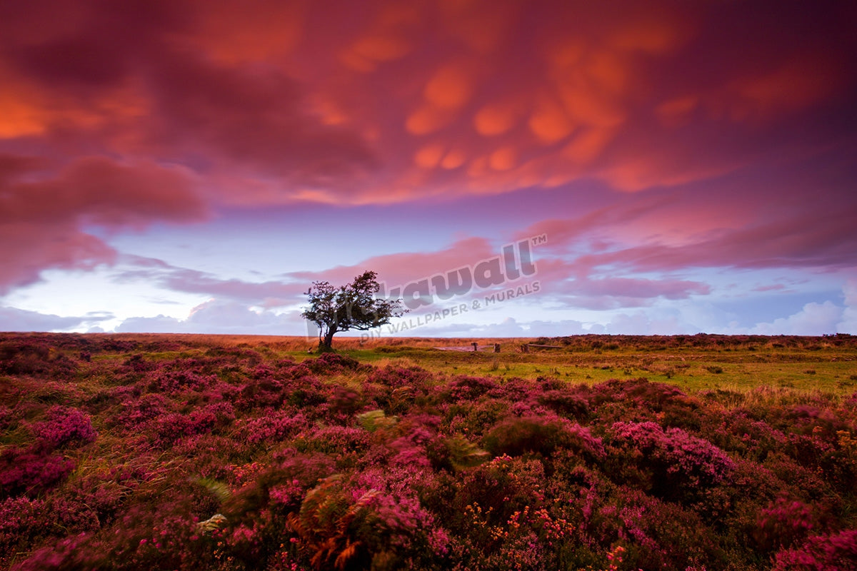 Heather carpeted Dunkery Hill Exmoor