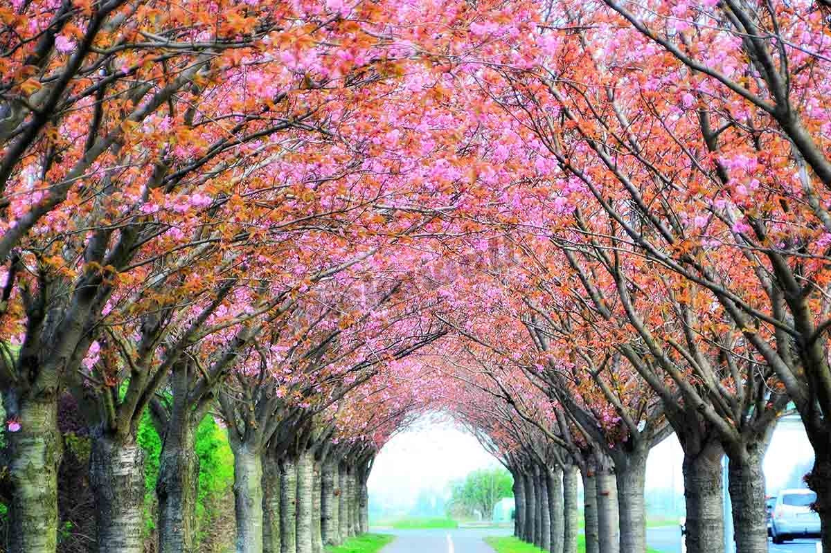 flowering cherry trees