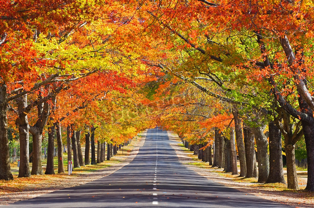 Memorial Avenue in Autumn, Mount Macedon, Victoria