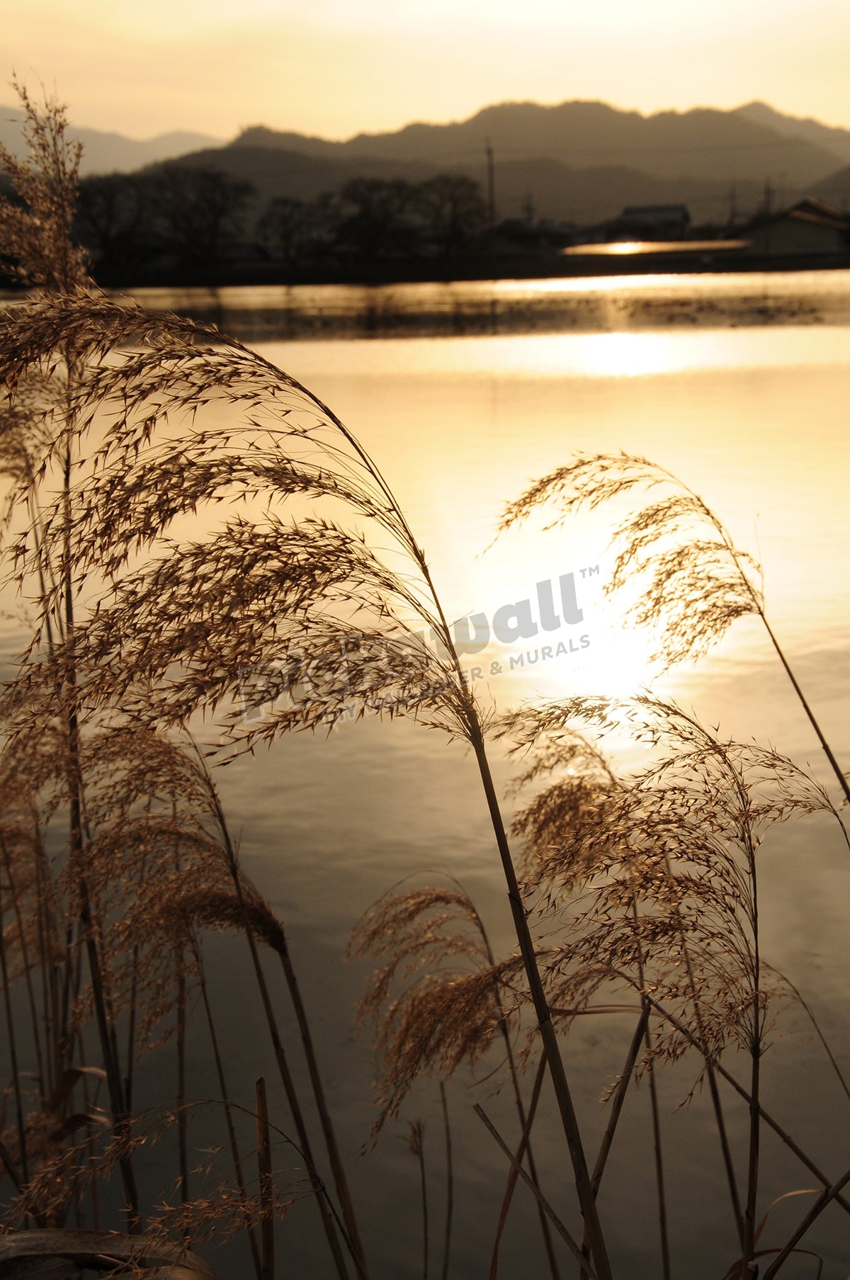 FL0153 - Water Reeds