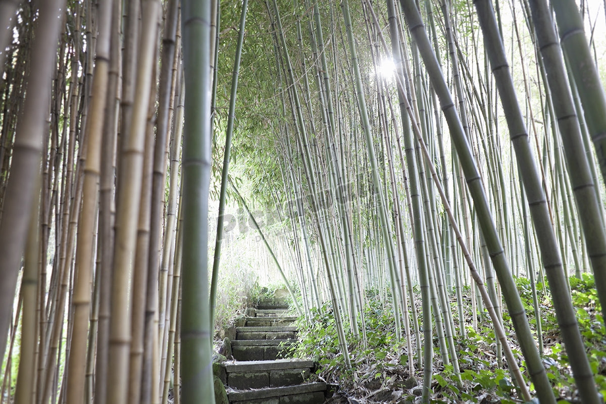 walkway through bamboo grove