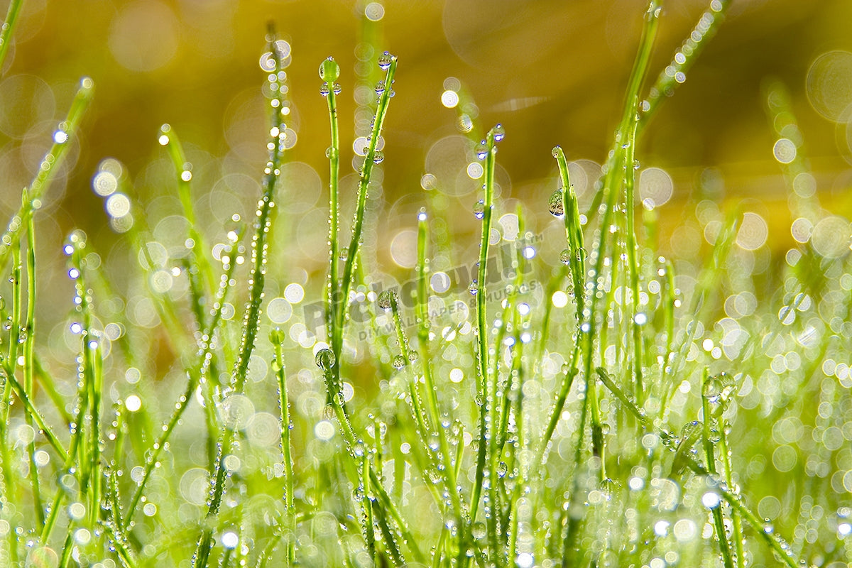 Morning Dew