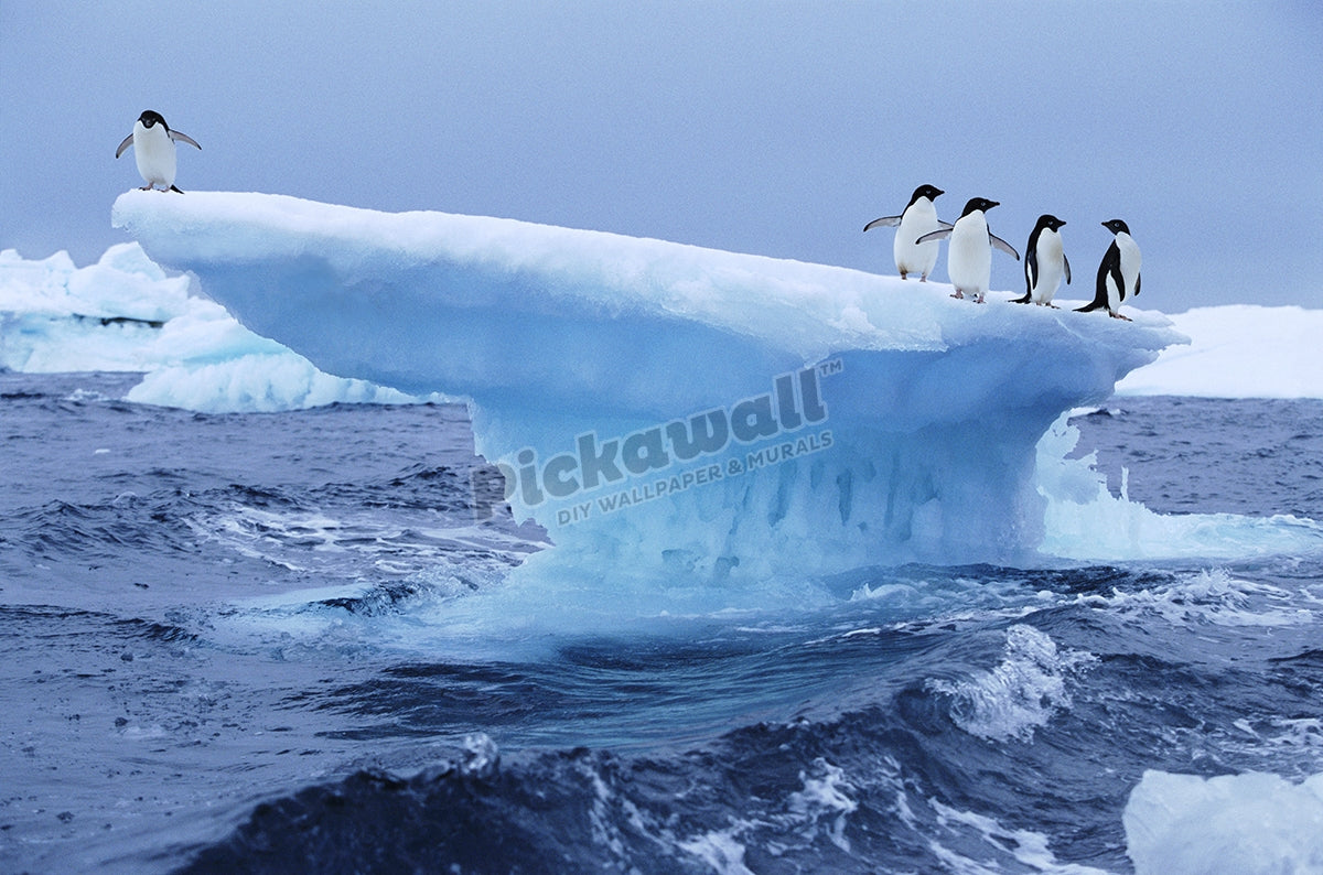Adelie Penguins on Iceberg