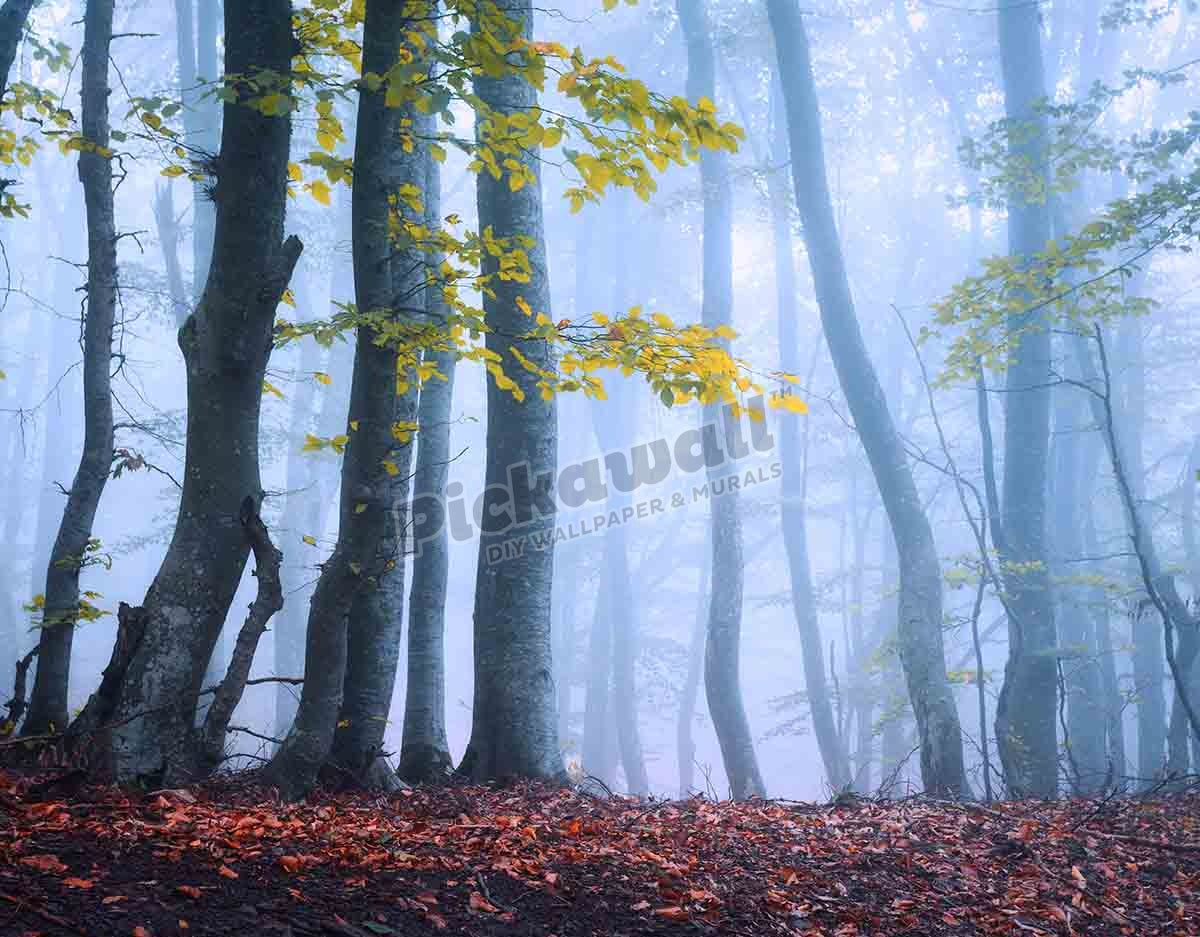 Beautiful magic forest in fog in autumn