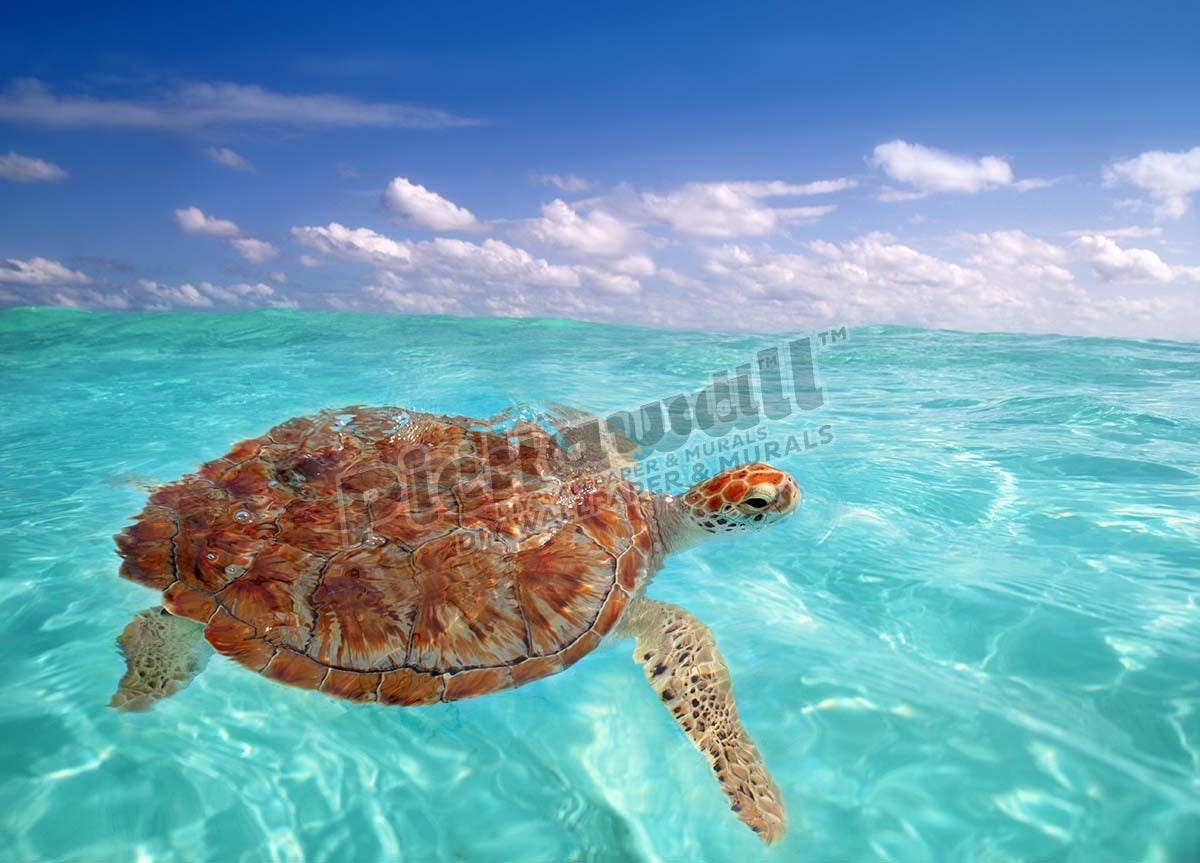 Green sea Turtle Chelonia mydas Caribbean sea Cheloniidae water surface