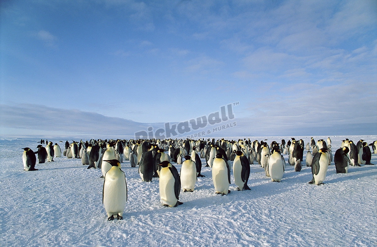 Emperor Penguin Colony, Dawson-Lambton Glacier, Weddel Sea, Antarctica