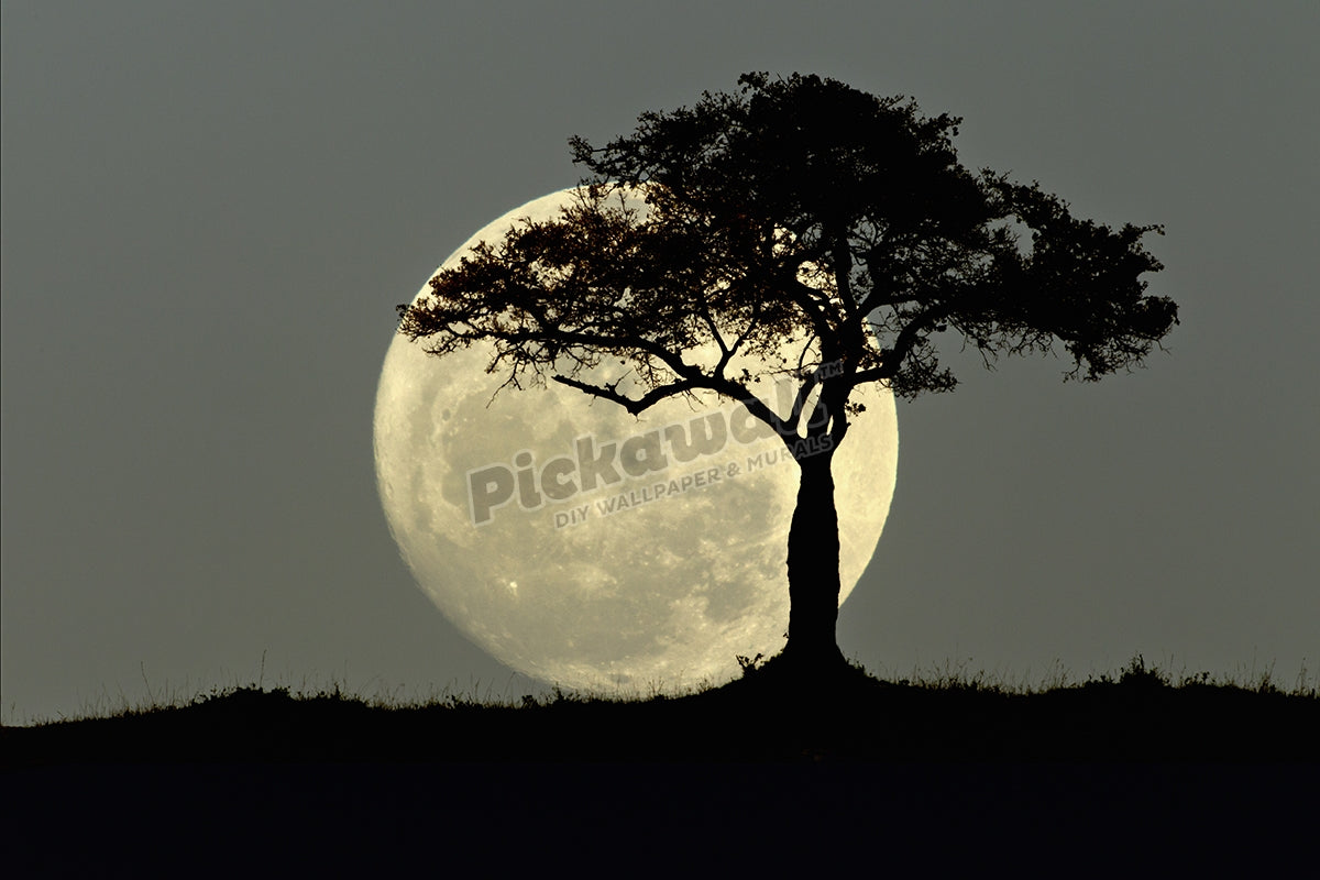 Full moon and tree silhouetted at dusk