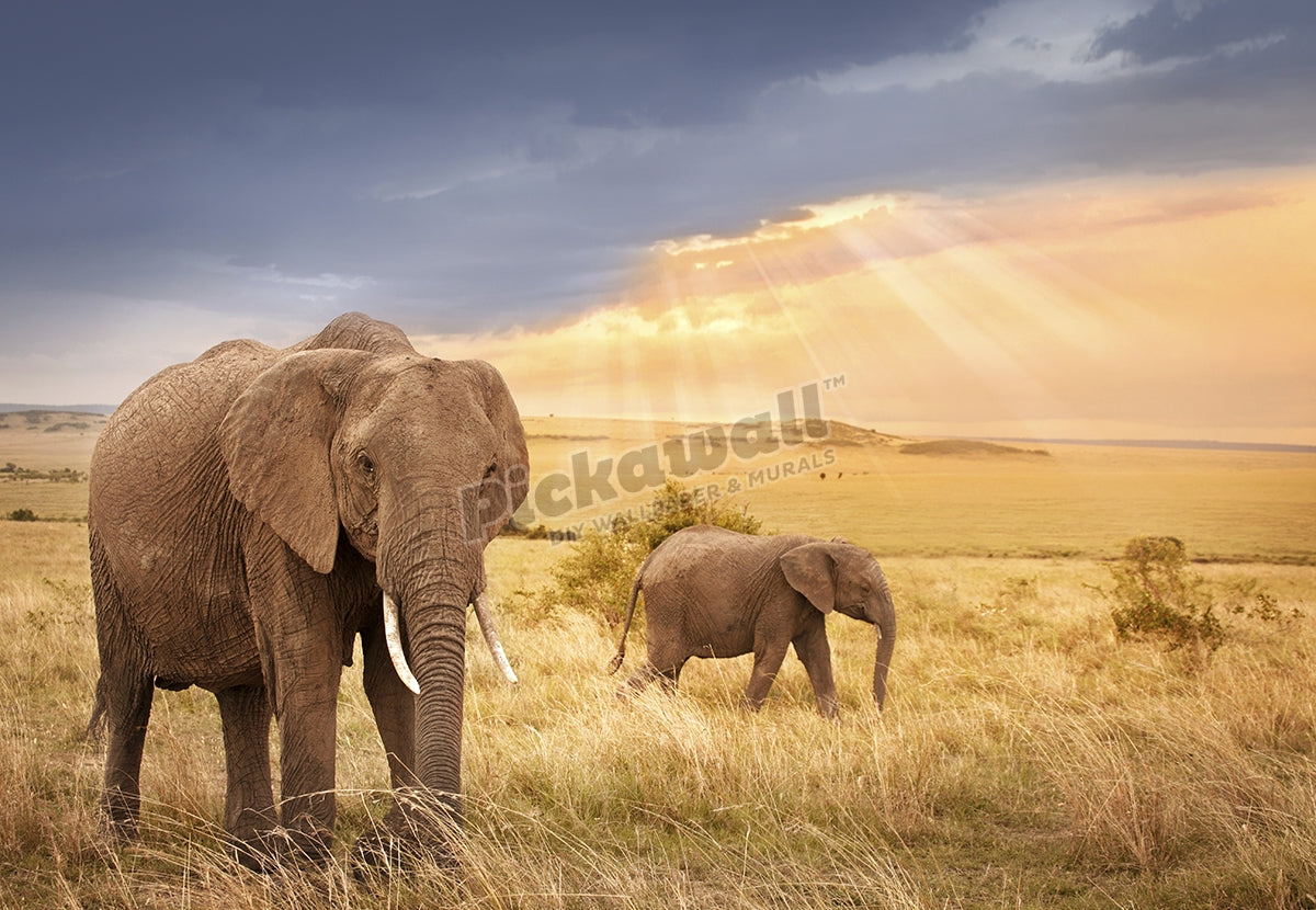 African elephants in sunset light