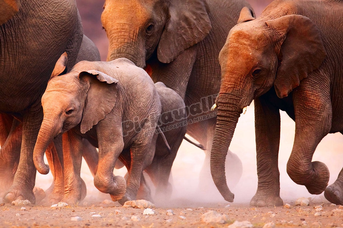 Elephant herd on the run in Etosha desert