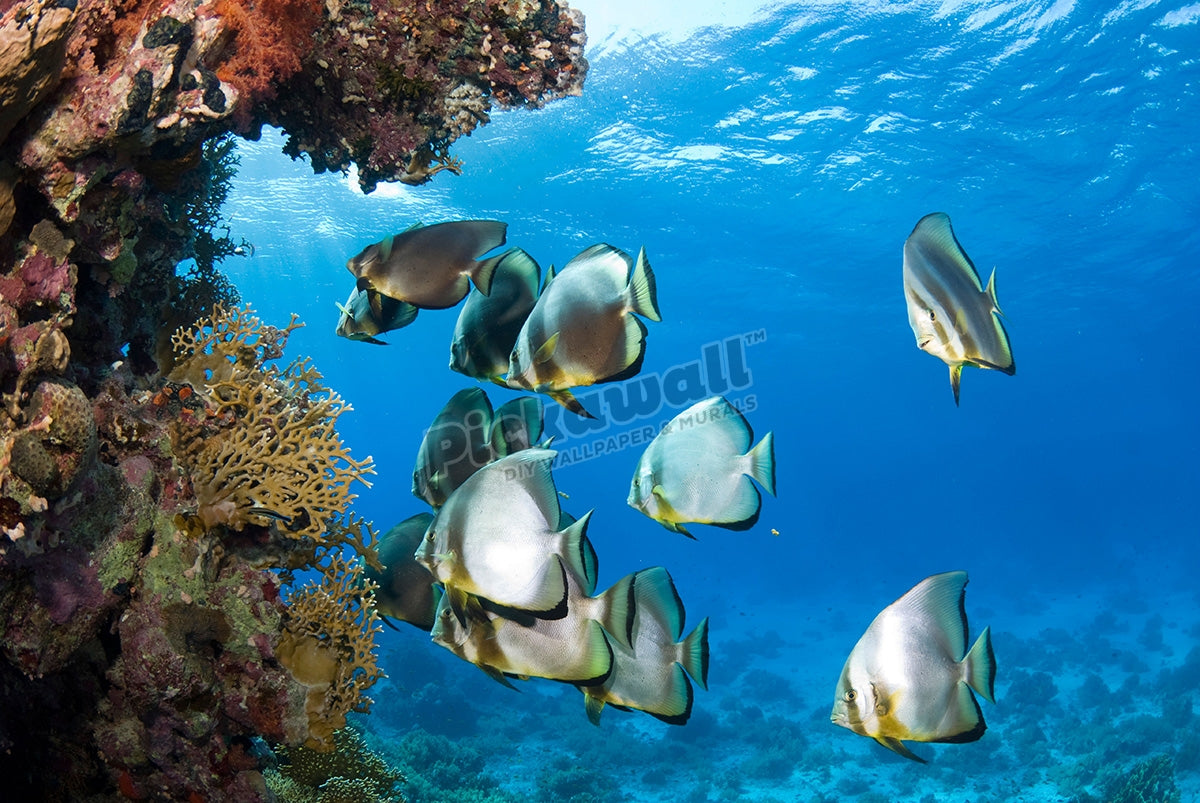 School of Batfish
