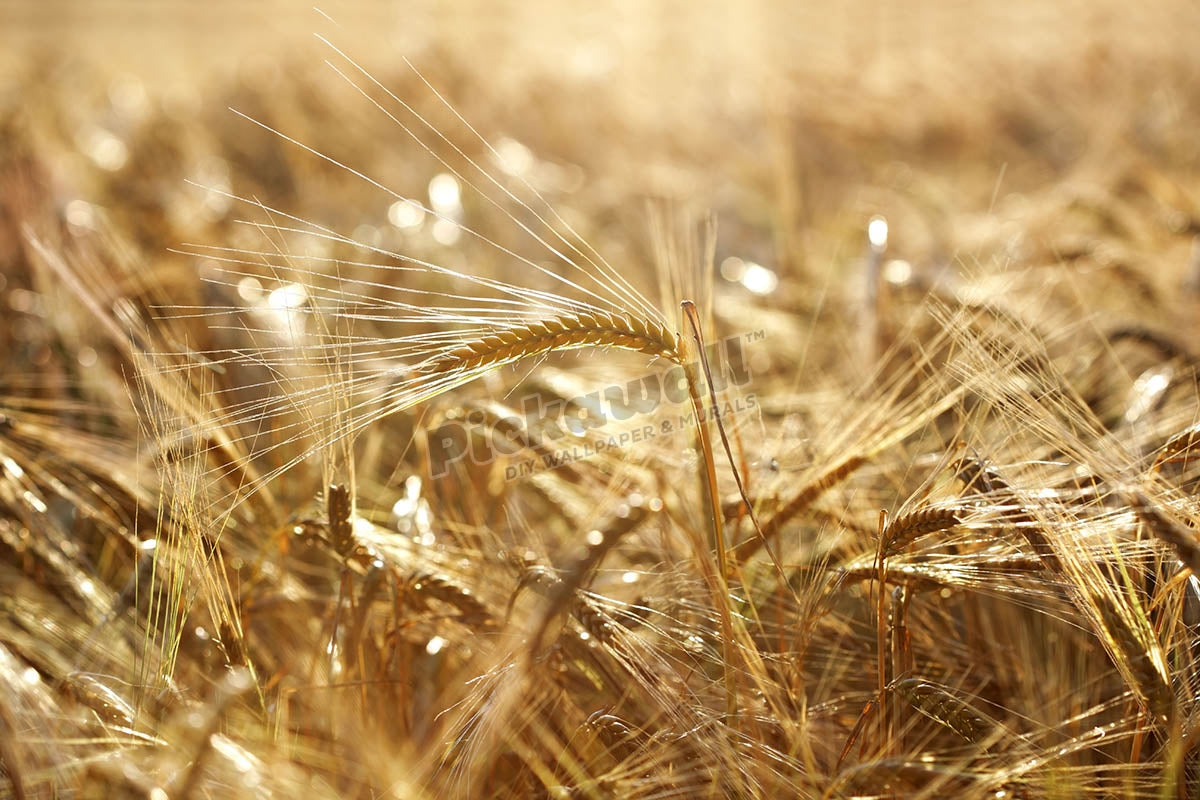Golden wheat field
