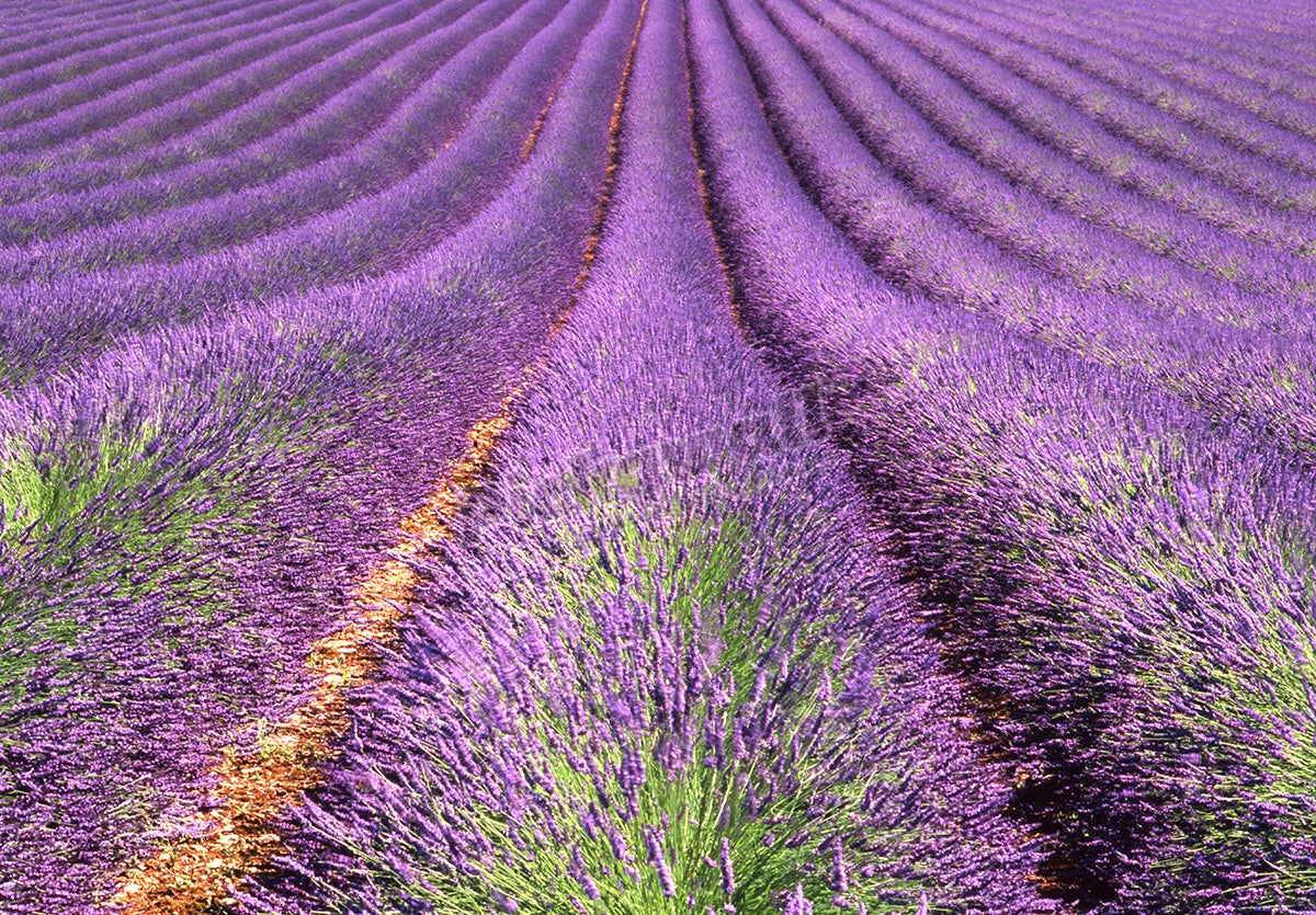 Lavender in rows in a field UK