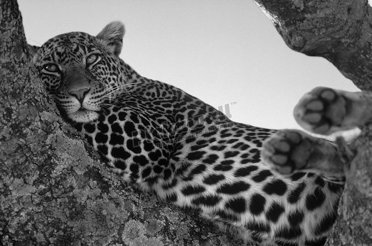 Leopard lazing in a tree'