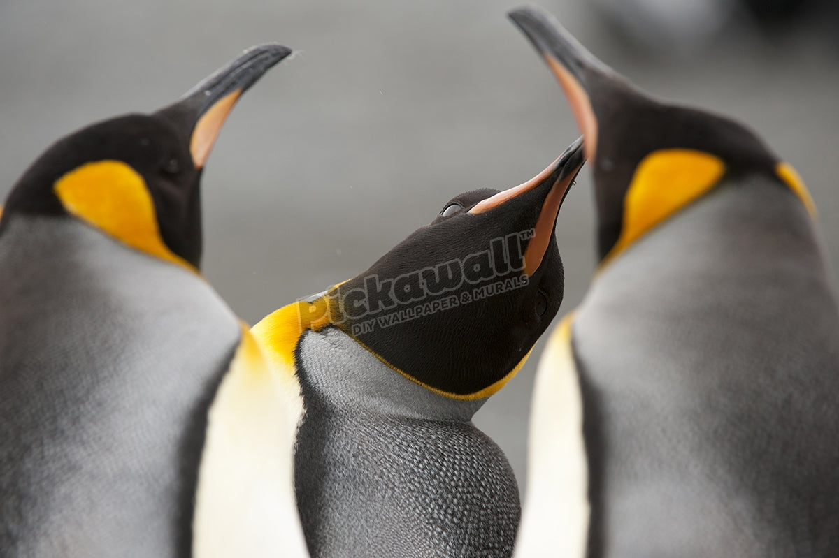 Three King Penguins