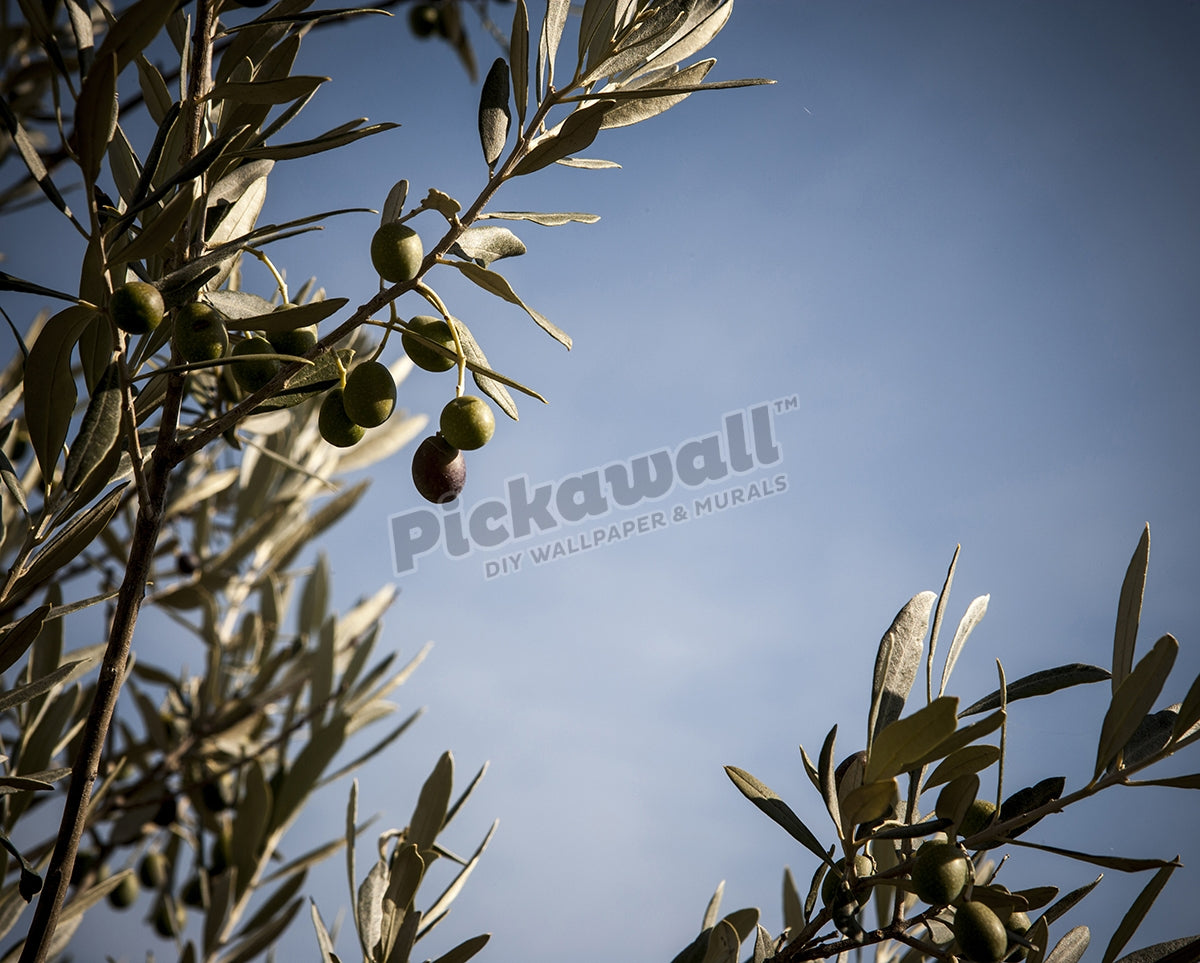 Close up of olive growing on tree