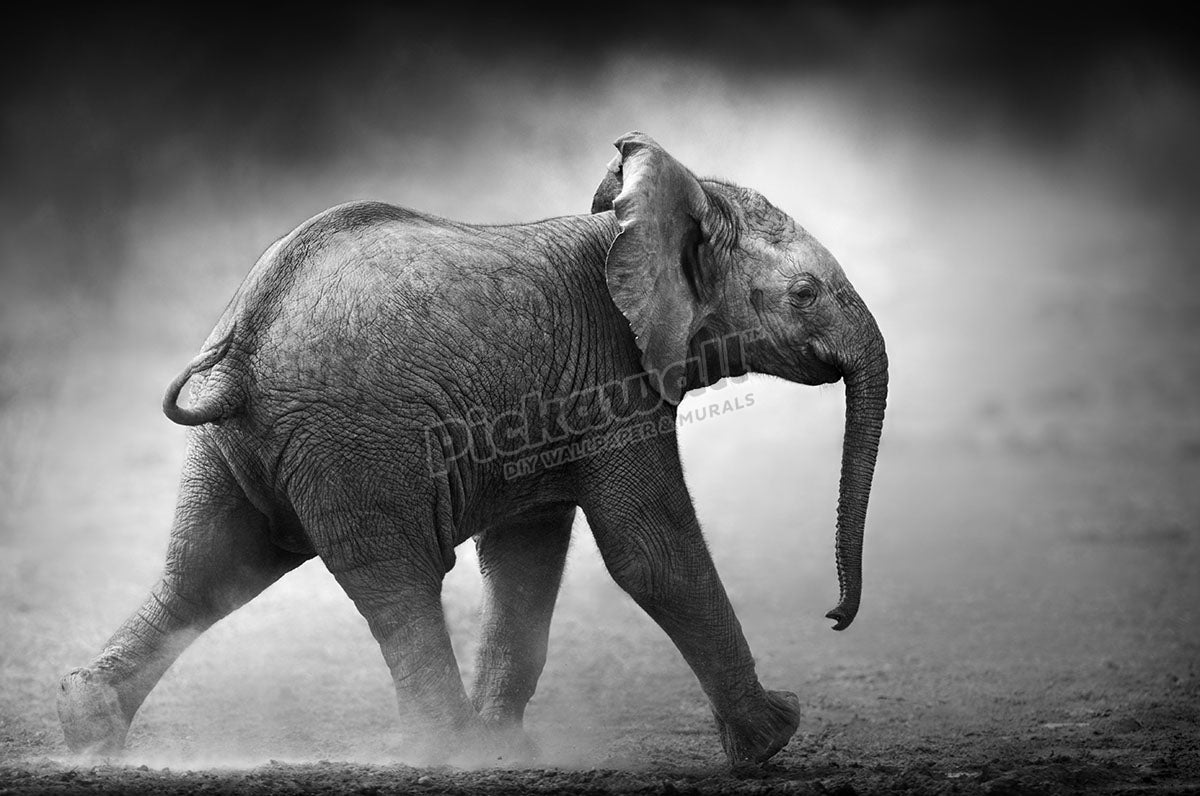 Baby Elephant in dust