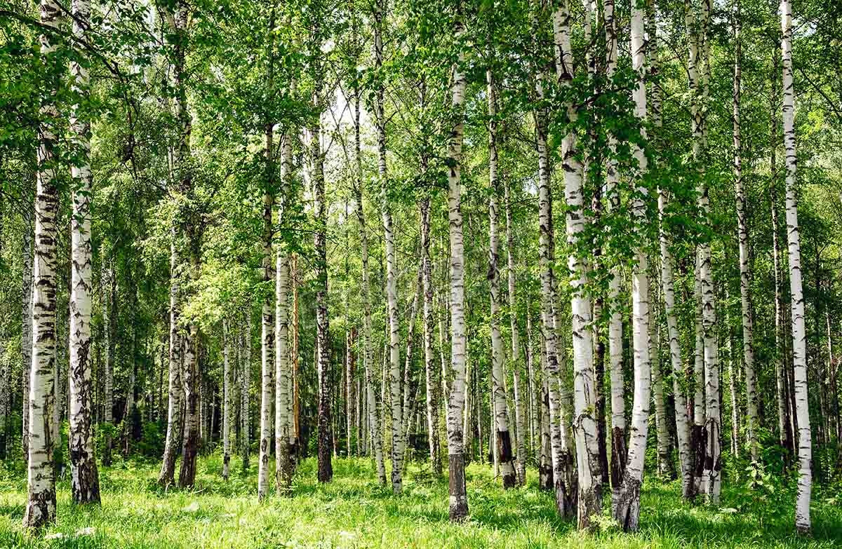 summer birch forest