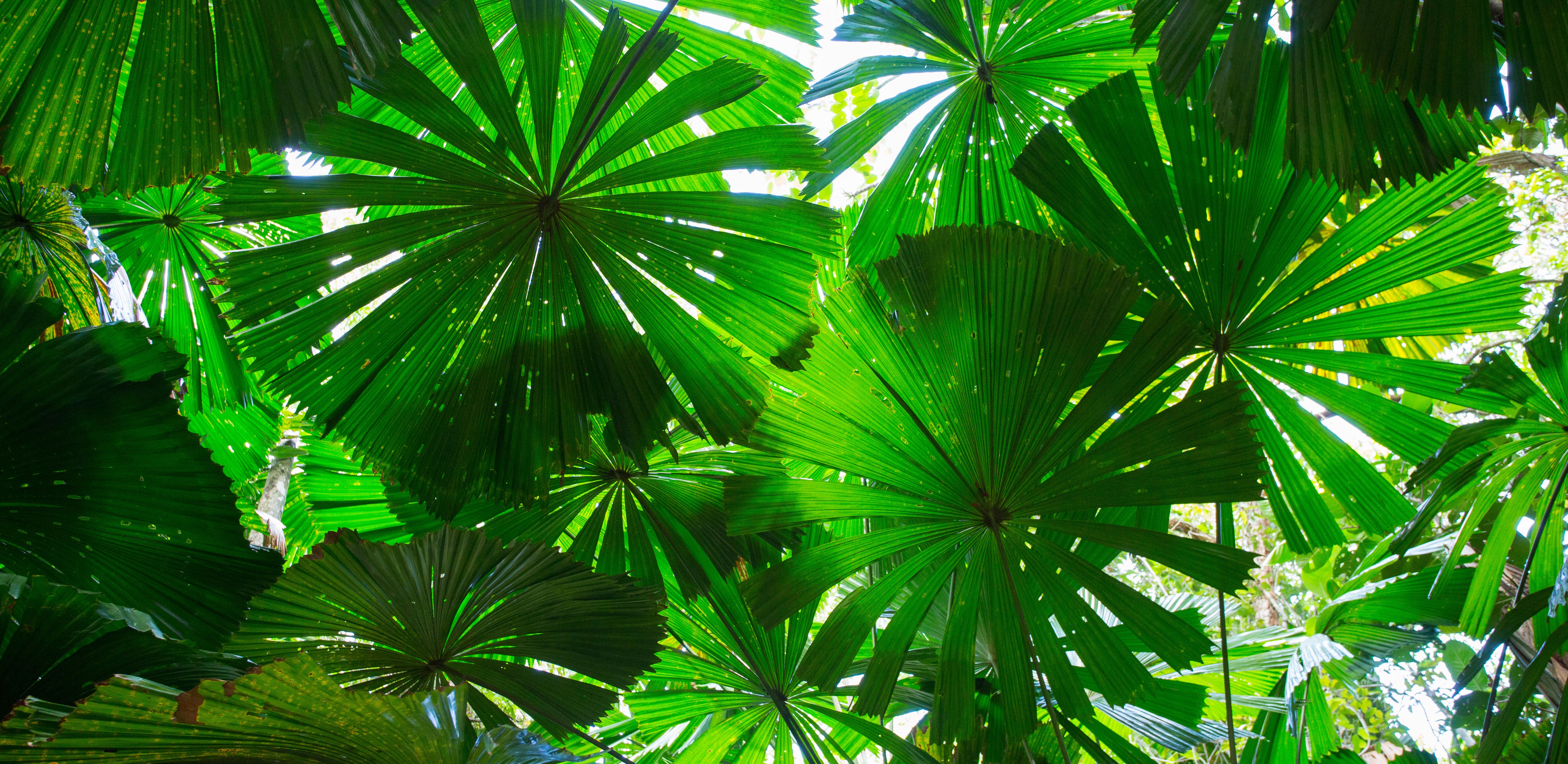Australian Fan Palms