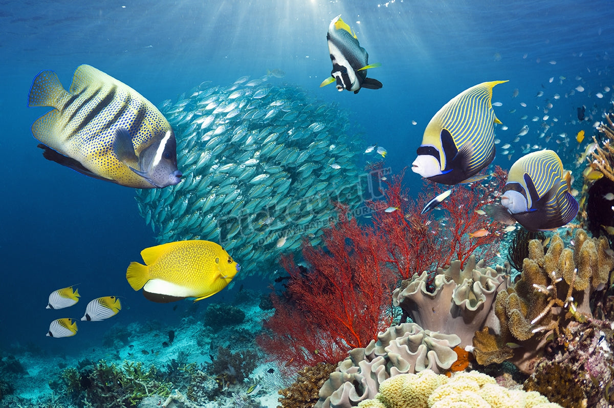 Fish Scene