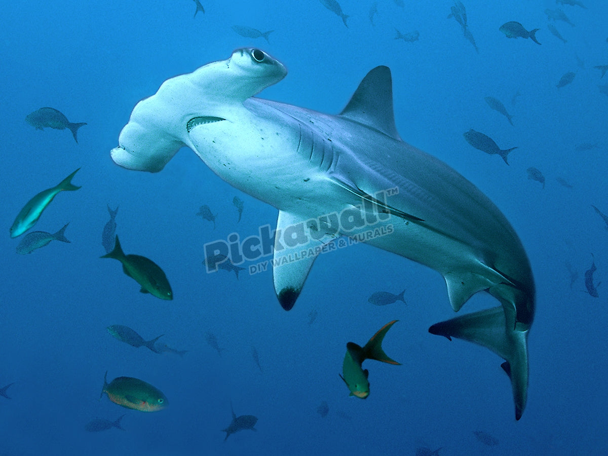 Scalloped Hammerhead Shark