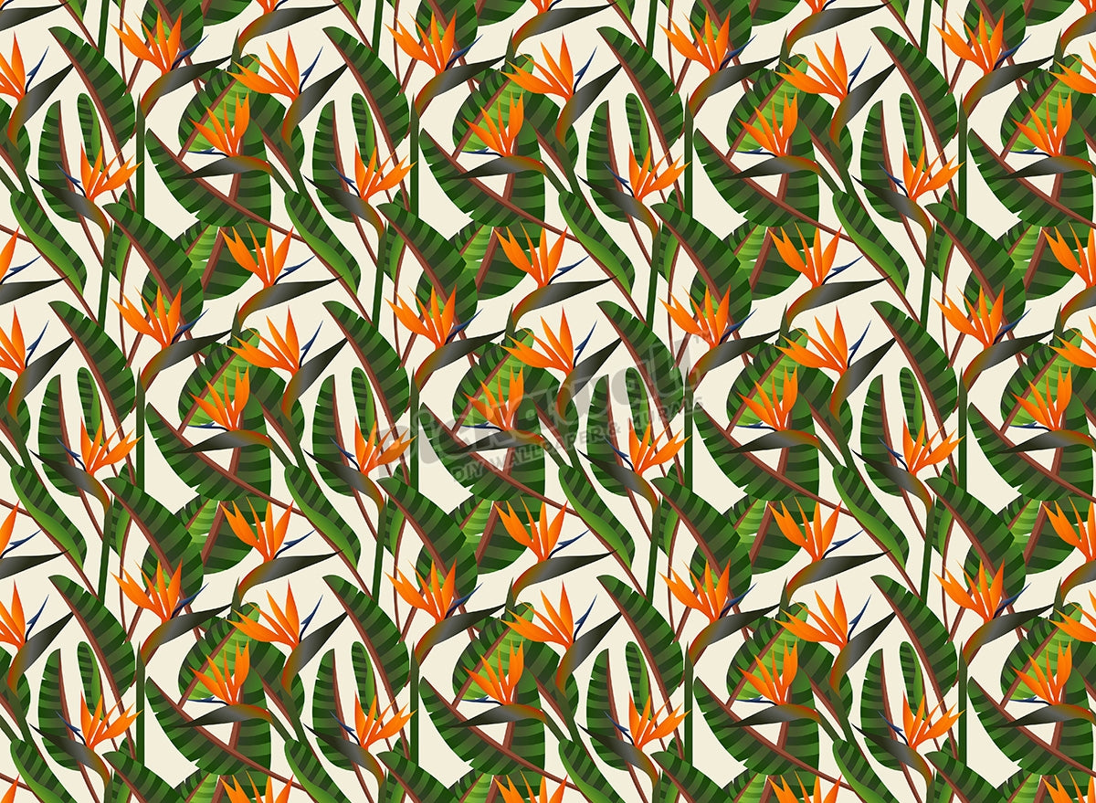 Birds of Paradise