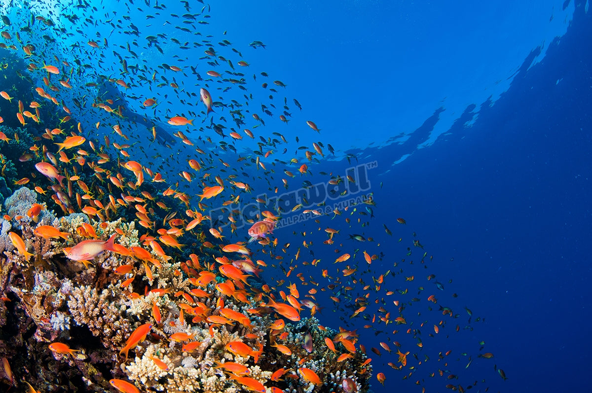 RED SEA