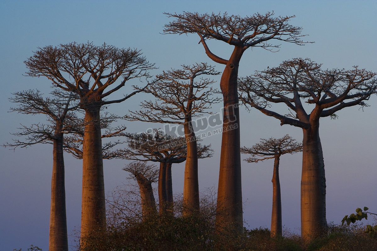 Baobab trees, Madagascar