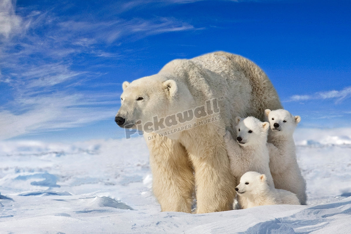 Polar Bear and triplet cubs