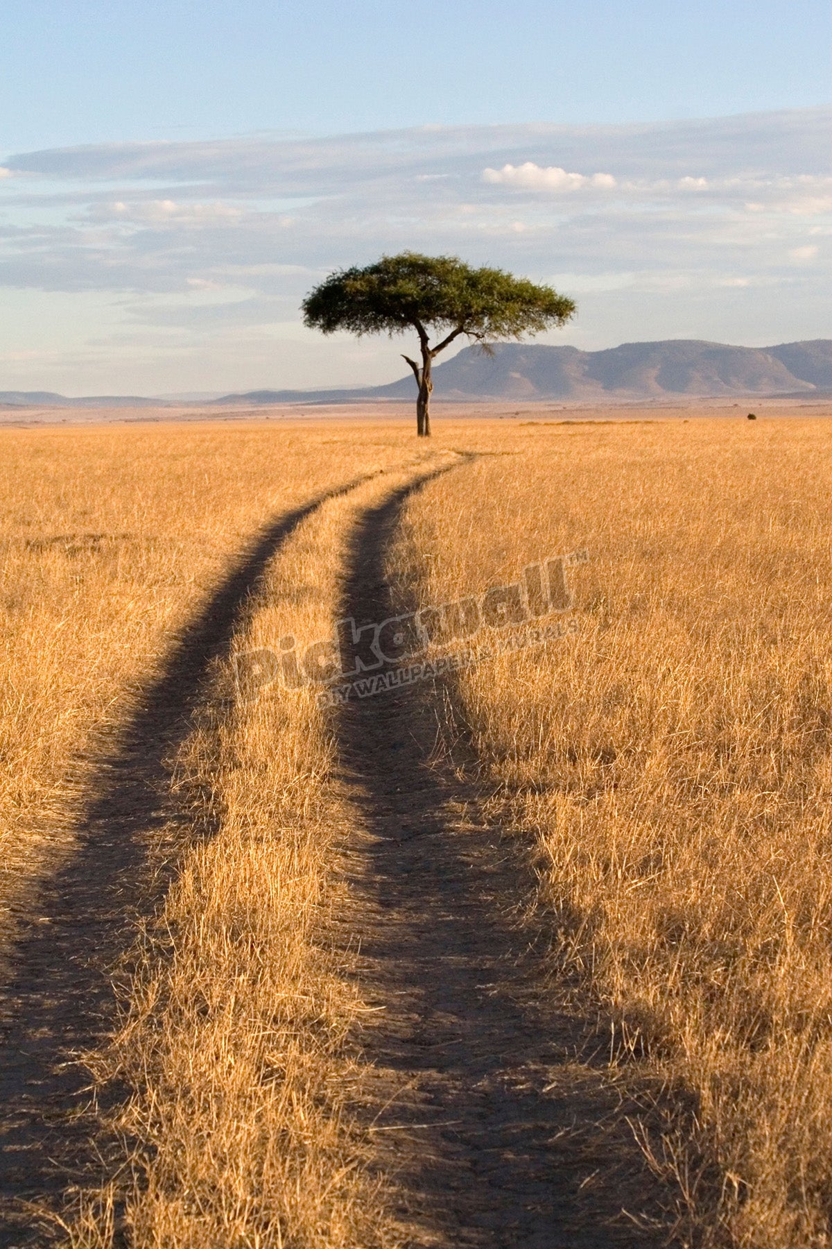 Savanna Landscape