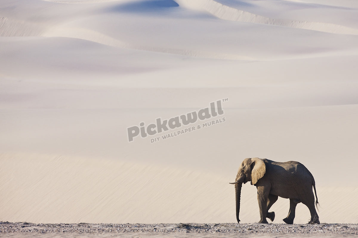 Bull Elephant